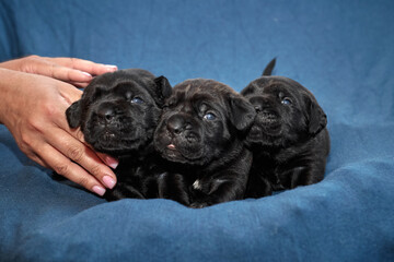 Newborn Cane Corso puppies sleeping together in a cozy pile