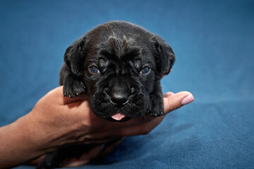 Newborn Cane Corso puppy sleeping on a soft blanket