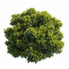 Fototapeta premium Lush Green Tree Top View Isolated Garden Plant for Landscape Design