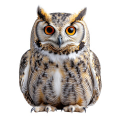 Fototapeta premium Owl isolated on transparent background.