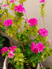 Sadafuli flowers of my garden 