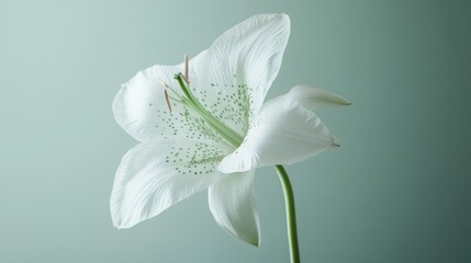 26.A detailed macro shot of a single delicate flower, its smooth white petals adorned with soft green spots, standing tall on a thin, graceful stem.