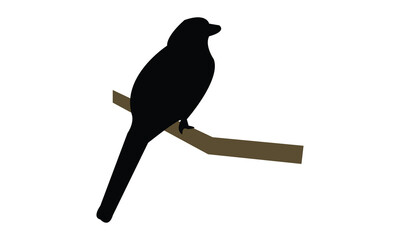 Amazonian black-throated trogon bird Silhouette Design  And Vector Illustration. 
