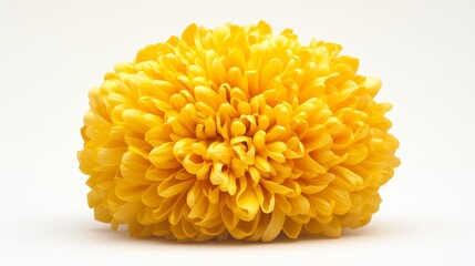 43.Yellow Chrysanthemum Flower, Large Isolated Bloom