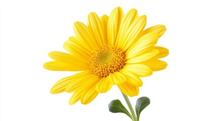 43.Yellow Chrysanthemum Flower, Large Isolated Bloom