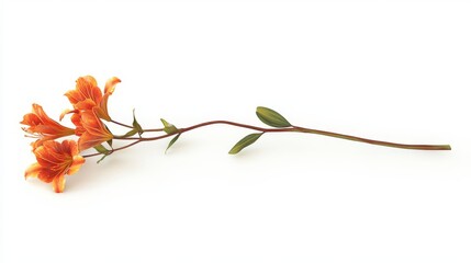 60.A realistic depiction of a single orange lily stem, its vibrant flowers captured with intricate detail, including soft shadows, isolated on a white backdrop.