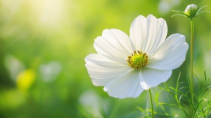 62.A detailed macro view of a single pristine white flower blooming in a lush green meadow, its delicate petals glowing softly under warm sunlight.