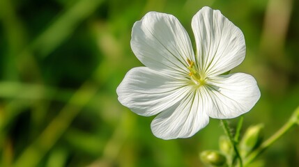 62.A detailed macro view of a single pristine white flower blooming in a lush green meadow, its delicate petals glowing softly under warm sunlight.