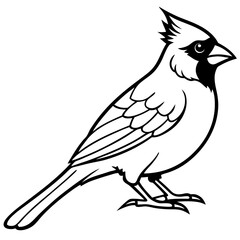 Obraz premium Cardinal Doodle art