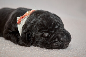 Newborn Cane Corso puppy sleeping on a soft blanket