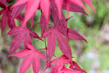 Czerwone liście klonu japońskiego (Acer palmatum) - lekko zjadane przez szkodniki wiosną. Jaskrawoczerwone liście drzewa wiosną. Liście mają kształt dłoniasty, każdy z wieloma płatami. 