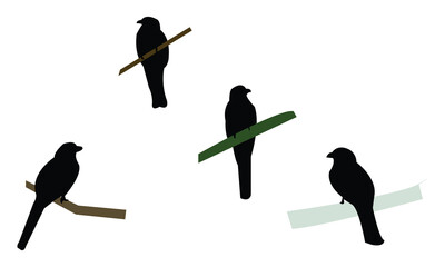 Amazonian black-throated trogon bird Silhouette Design  And Vector Illustration. 