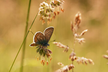 Niebieski motyl modraszek na łące. © Elżbieta Kaps