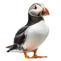 Puffin isolated on transparent background.