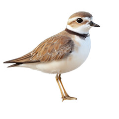 Plover isolated on transparent background.
