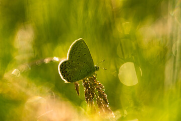Niebieski motyl modraszek na łące. © Elżbieta Kaps
