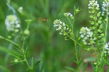 グンバイナズナの花に飛んで来たミナミヒメヒラタアブ