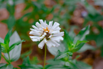 Experience the delicate elegance of nature with this stunning macro photograph of a white Zinnia flower in full bloom. Captured with precision, white Zinnia Flower in Bloom &ndash; Macro Photography.