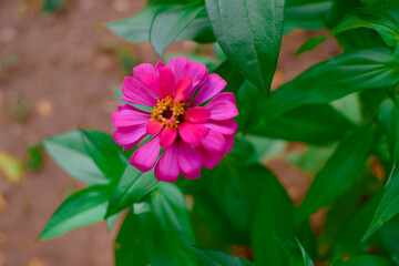 Experience the delicate elegance of nature with this stunning macro photograph of a white Zinnia flower in full bloom. Captured with precision, Pink Zinnia Flower in Bloom – Macro Photography.