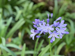 Close-up of purple in soft sunlight, with a fresh, natural background