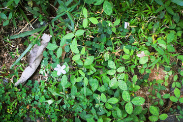 Lush Green Tropical Foliage with Variegated Leaves in Natural Light, Close-Up Botanical Scene Featuring Dense Leaf Growth and Natures Contrast in Texture and Color. Leaves in a Natural Outdoor Setting