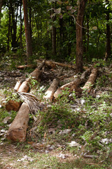 Massive Trees Being Cut Down – Shocking Look at Deforestation and Forest Destruction. Cutting Down Large Trees – The Alarming Reality of Global Deforestation. Why Are So Many Trees Being Cut Down?