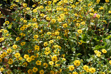Sanvitalia speciosa . Touffes couvre-sol de de Sanvitalie à fleurs jaune citron, coeur jaune...