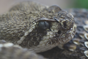 Close-up of a textured snake resting on the ground