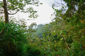 Lush Green Forest View with Distant Mountains: A serene landscape shot looking through a dense, verdant forest canopy towards hazy, tree-covered hills or mountains in the distance under a bright sky.