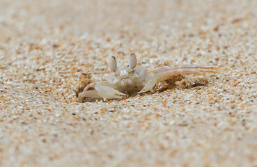 A small crab is sitting on the sand