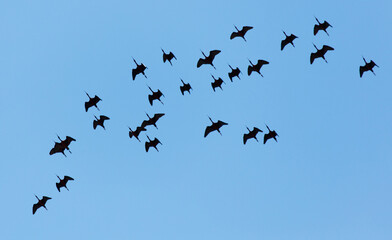 A flock of birds flying in the sky