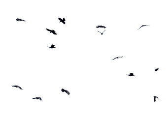A flock of birds flying in the sky