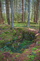 Old ruin in a pit by a coniferous forest