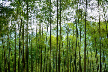 Fototapeta premium Bamboo Forest with Dense Green Canopy: An image of a bamboo forest with a thick overhead canopy of green leaves and slender stalks.