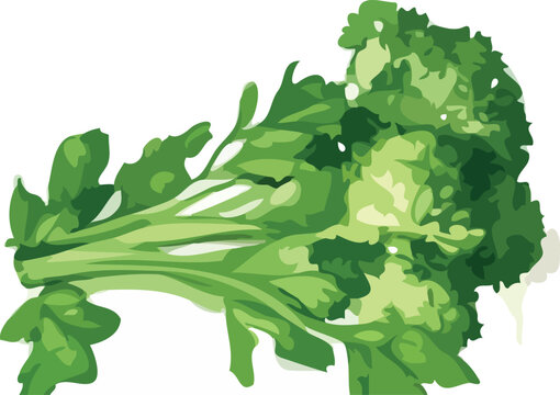 broccoli vector art