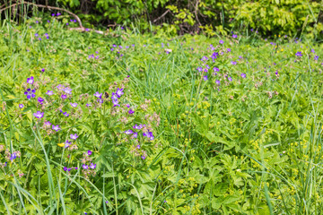 Wood cranesbill flowering on a sunny summer meadow