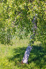 Lush green birch tree on a meadow
