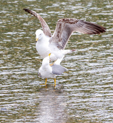Two seagulls are standing on the water, one of them is flying