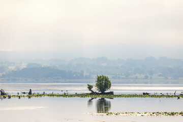Tree in the water at a flooded lake
