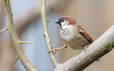 A brown and white bird is perched on a branch