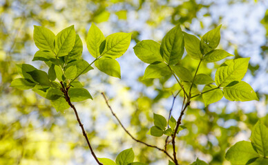 Two green leaves on a tree branch