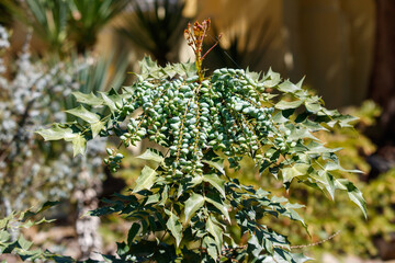 A tree with green leaves and berries