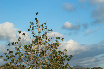 Tree Branches Against Blue Sky with Clouds