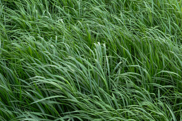 Lush Green Grass Texture Background