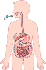 Fototapeta na wymiar Illustration of the digestive system with a pill entering the mouth, showing the path through organs.