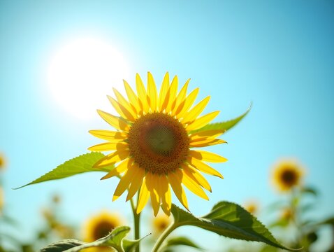 Bright Sunflower Blooming Under the Summer Sun Against Clear Blue Sky