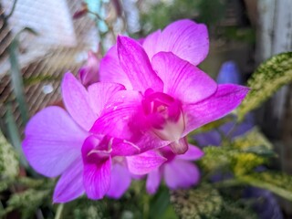 purple orchid flower