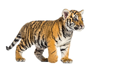 Fototapeta premium Tiger cub walking