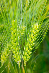 Barley (Hordeum vulgare), a member of the grass family, is a major cereal grain used for beer brewing or
whiskey. Macro close up of green ears, straws and awns on field in Germany with warm light.