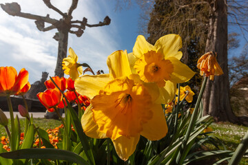 A vibrant close-up captures the cheerful beauty of bright yellow daffodils in full bloom, bathed in warm sunlight